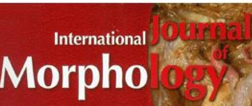 Morph